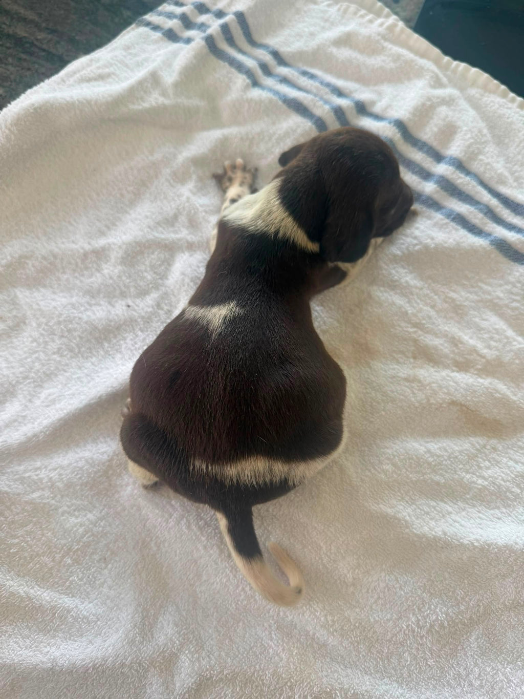 Bernie
