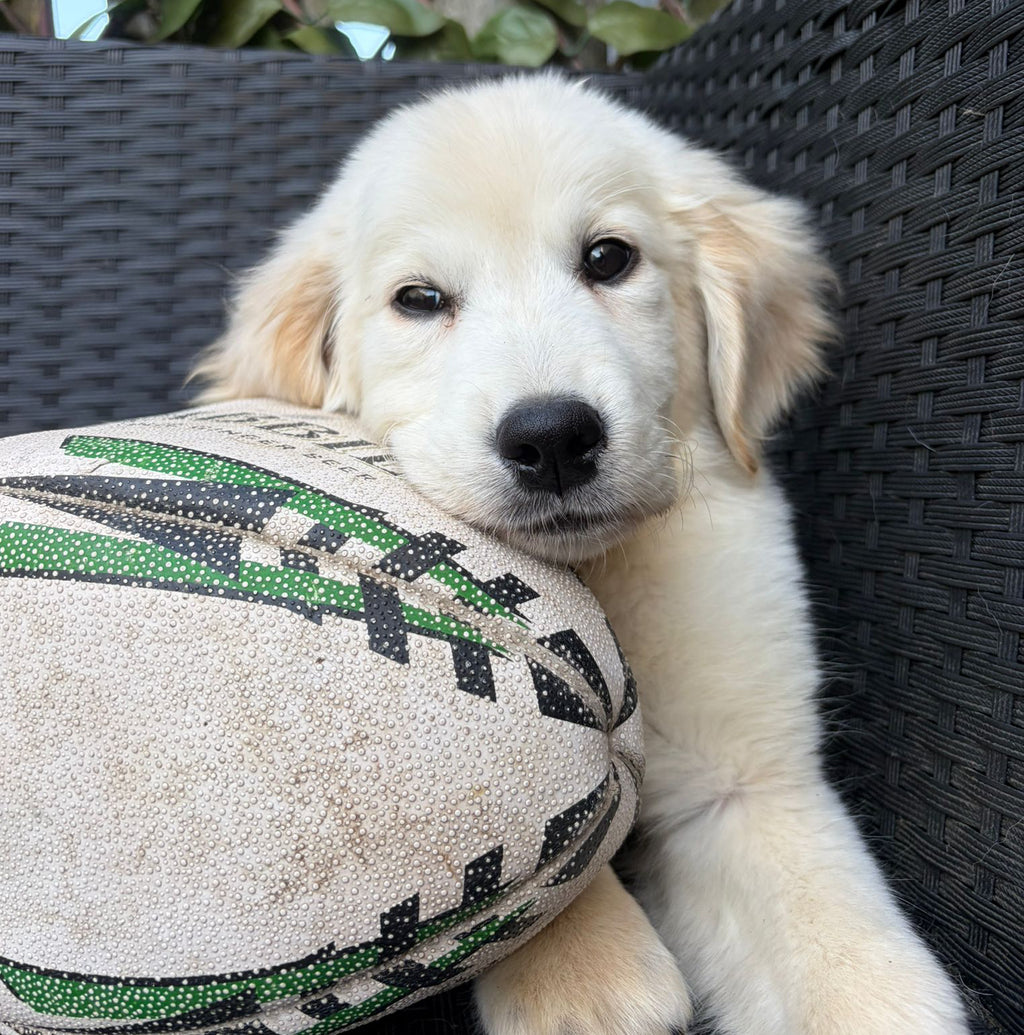 Nigel