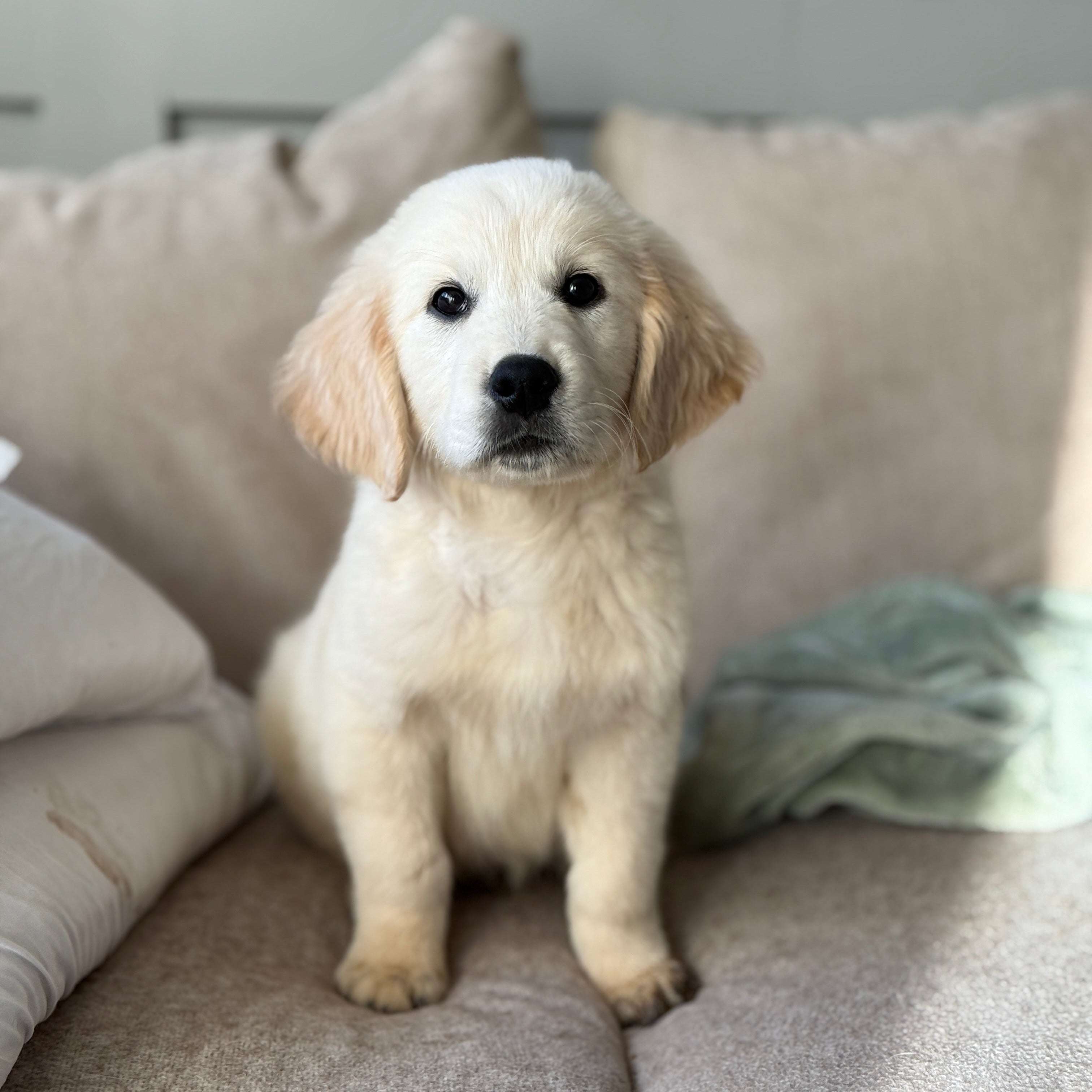Nigel