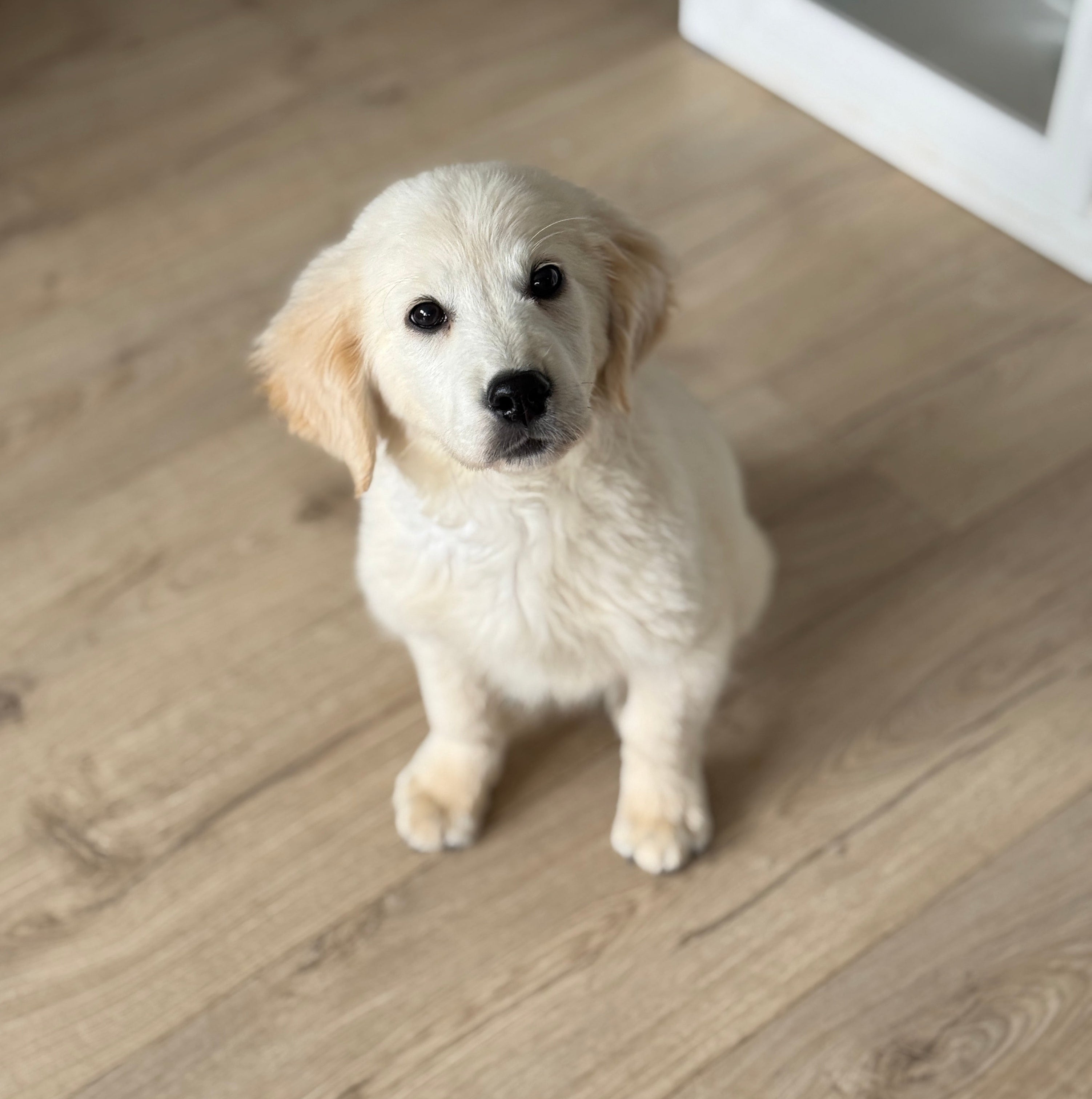 Nigel