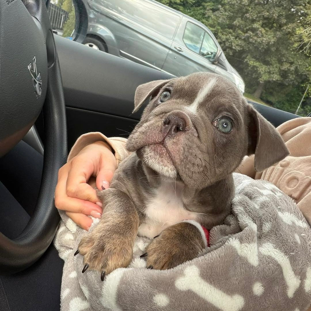 Stitch