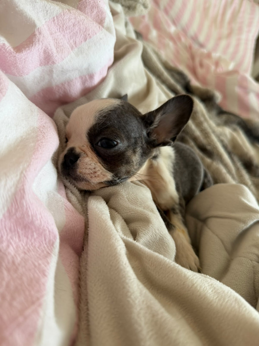Dolly
