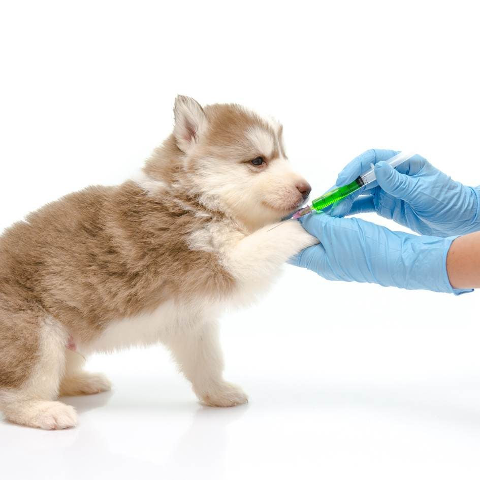 Vaccination Pack