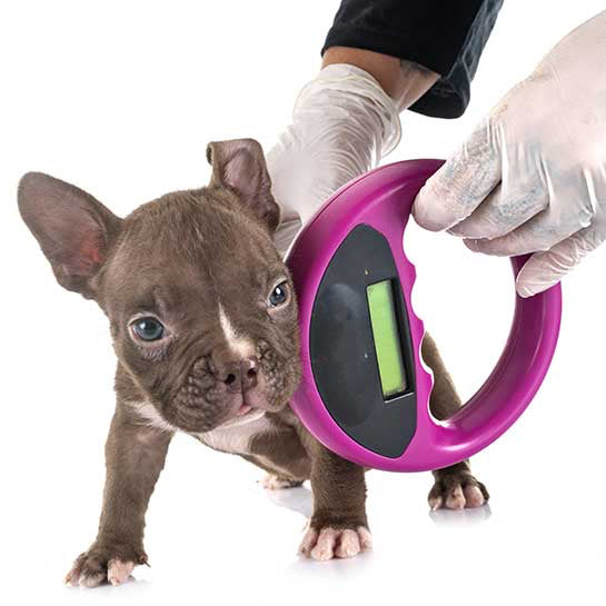 Microchip