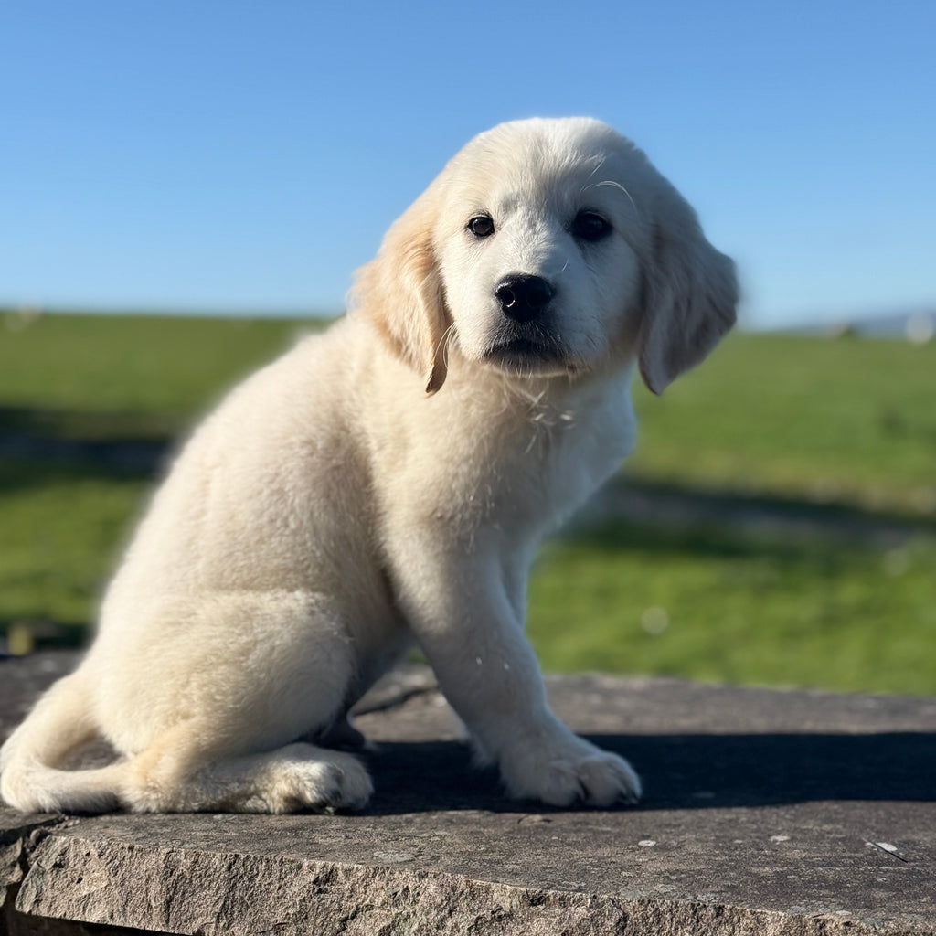 Nigel